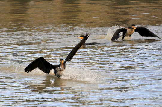 Stormo di cormorani in acqua al porto 