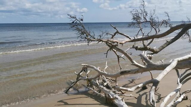 Fallen trees on beach after storm. Baltic sea coast, cape Kolka  (Latvia). Summer day