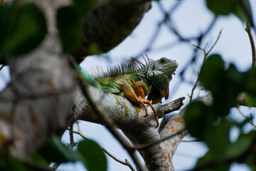 Iguana en arbol