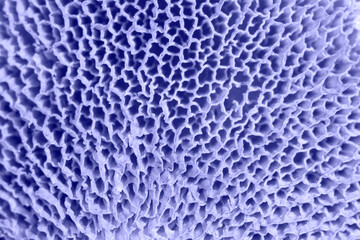 Obraz premium The fashionable color of 2022, Very Peri. 17-3938. Forest mushroom texture, Macro photography, selected sharpness