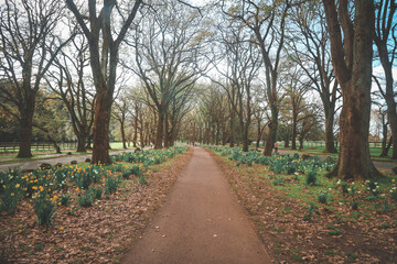 path in the forest