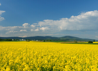 View From The Rapeseed Fields To The Highest Taunus Mountain Feldberg In Hesse Germany On A Beautiful Spring Day With A Clear Blue Sky And A Few Clouds