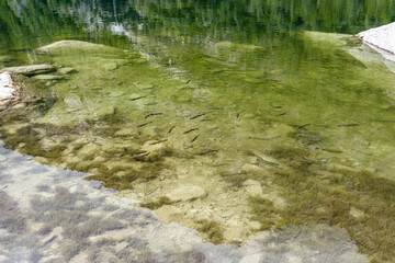 Beautiful lake Antrona with many fishes in the Alpine mountains among the green forest. Antrona Valley, Piedmont Italy