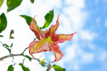 Fototapeta premium red and yellow flower hanging