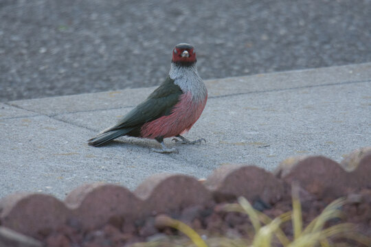 Lewis Woodpecker bird, on a street-area.