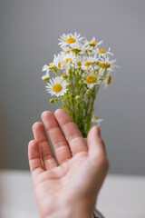 beautiful daisies in a light vase. a woman's hand touches a bouquet of cute daisies with white petals. florist or home decor, a bouquet as a gift for a woman on her birthday or March 8. a gift or