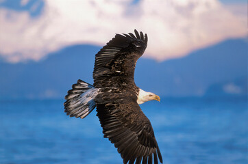 bald eagle in flight over water, focused.