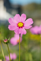 pink cosmos flower