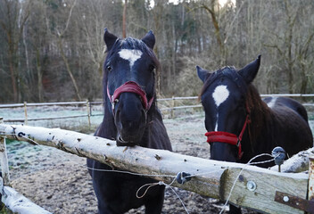 horses in a paddock in wintry Germany