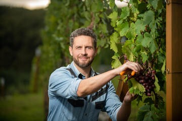 male viticulturist cutting grapevine with garden scissors, vinedresser
