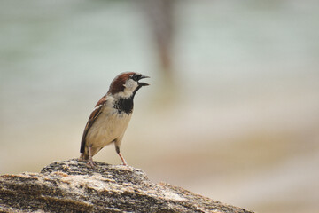 spotted woodpecker