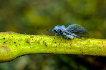 Adult Wooly Aphid
