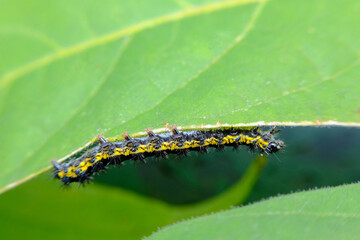 Macro Smartweed Caterpillar