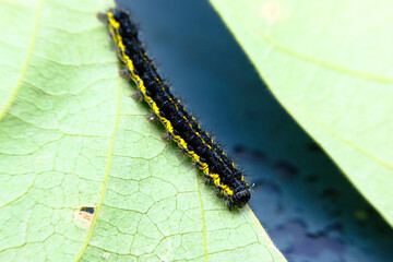 Macro Smartweed Caterpillar