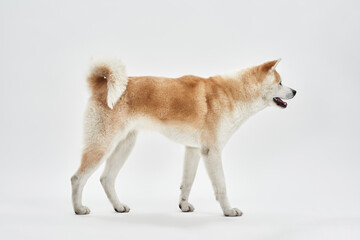 Shiba Inu dog with open mouth go and look away.