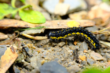 Macro Smartweed Caterpillar