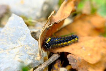 Macro Smartweed Caterpillar
