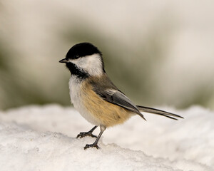 Chickadee Stock Photo and Image. Close-up view standing on snow in the winter season with a blur background in its environment and habitat surrounding.