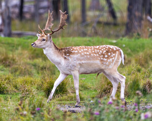 Naklejka na ściany i meble Deer Stock Photo and Image. Fallow Deer close-up side profile in the forest with a blur background in its environment and habitat surrounding.