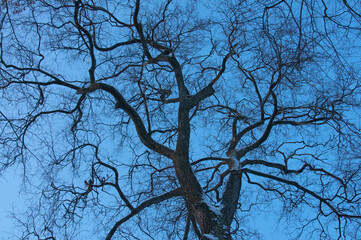 Whimsical beautiful winter tree branches with snow on blue sky background