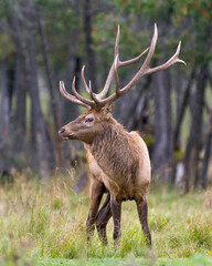 Elk Stock Photo and Image. Bull male walking in the field with a blur forest background in its environment and habitat surrounding, displaying antlers and brown coat fur.