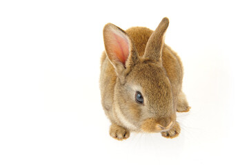 Obraz premium grey rabbit on a white background