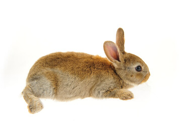 grey rabbit on a white background