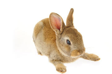 grey rabbit on a white background