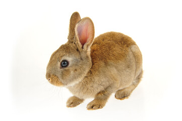 grey rabbit on a white background