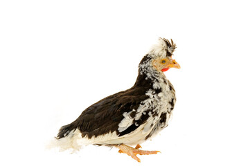 Chicken, chicken wing on a white background