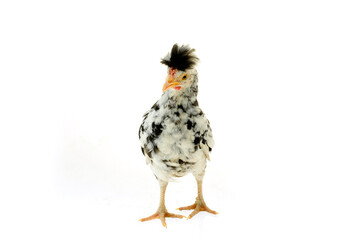 Chicken, chicken wing on a white background