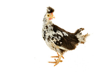 Chicken, chicken wing on a white background