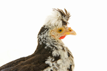 Chicken, chicken wing on a white background