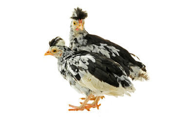 Chicken, chicken wing on a white background