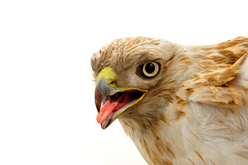 The eagle head features on a white background