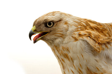 The eagle head features on a white background