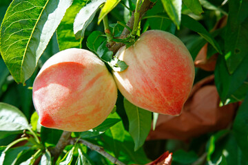 Organic peaches on tree branch
