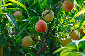 Organic peaches on tree branch