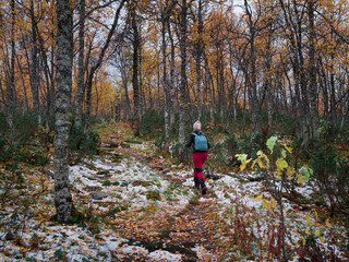 Woman hiking along footpath in colored forest of Pieljekaise National Park in autumn with snow in Lapland in Sweden.