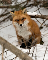  Red Fox Stock Photos. Fox Image. Picture. Portrait.