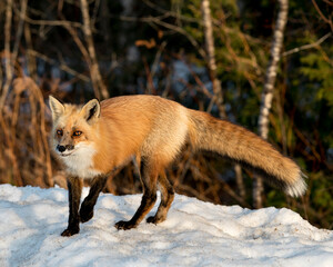 Red Fox Photo Stock. Fox Image. Looking at camera in the winter season in its environment and habitat with blur forest  background displaying bushy fox tail, fur. Picture. Portrait.