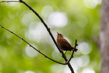 森林の野鳥　ミソサザイ