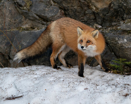 Red Fox Photo Stock. Fox Image. Close-up profile side view in the winter season in its environment and habitat with rock background displaying bushy fox tail, fur. Picture. Portrait.