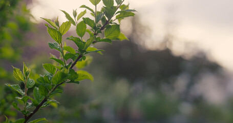 Closeup view tree leafs on branch growing against sunset sky. Nature background 