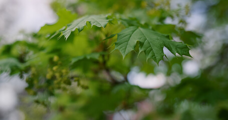 Tree green leaf closeup. Tranquil view tree leafs swaying on wind. Spring season