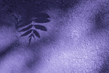 Shadows of twigs of plants on the concrete wall of the wall in very peri tinted. Nature background in color of the year 2022