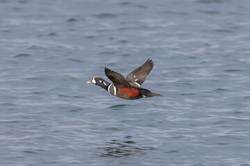 A male harlequin duck that has arrived in Japan and is preparing for wintering in Hachinohe