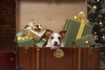 the dog crawls out of the gift chest. christmas jack russell in a festive home interior. 