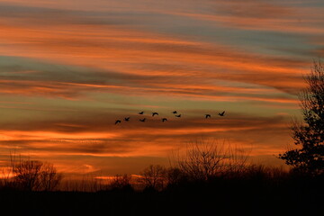 Geese Flying in a Sunset