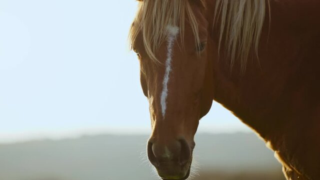 close up shot og head of nice brown horse grazing in dawn lights in Carpathians, Ukraine.